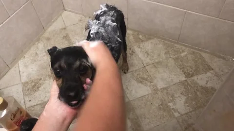 Scrubbing a dog during bath time Stock Footage 172336214