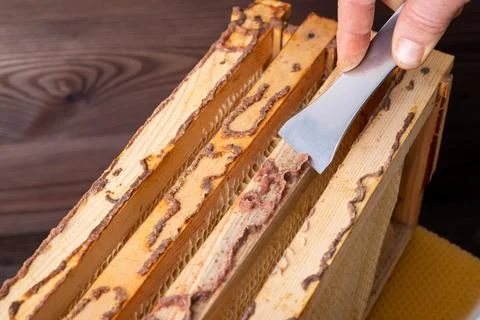 Scrubbing propolis off frames of beehive Stock Photos