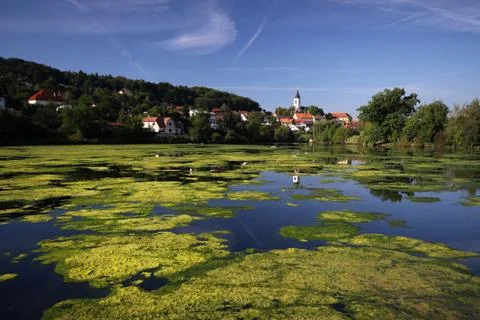 Scrubby pond Stock Photos