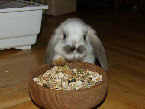 The scrubby rabbit with solid Foto stock