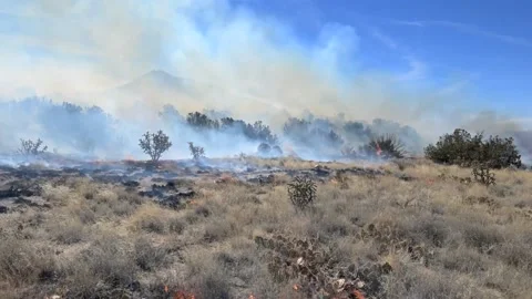 Scrubland smoking while on fire during prescribed burn Stock Footage 235672102