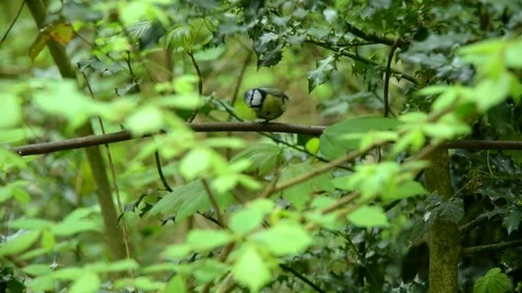 Scruffy Bluetit preening 스톡 동영상 74532740