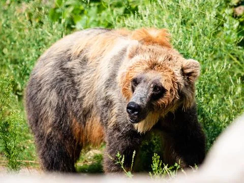 Scruffy brown bear looking off to the side. Foto stock