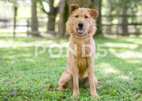 A scruffy brown Terrier mixed breed dog sitting outdoors Stock-Fotos
