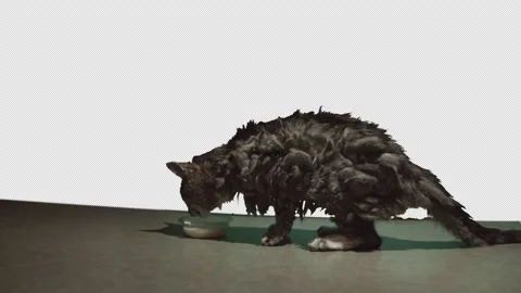 Scruffy cat is hungry Stock Footage 171407750