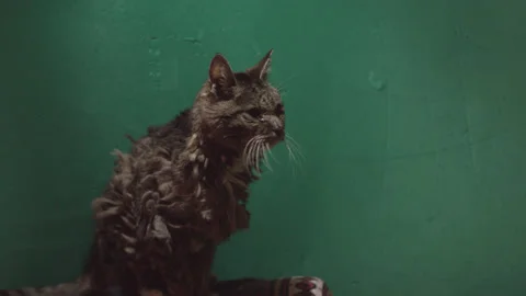 Scruffy cat looking confused Vidéo 171540783