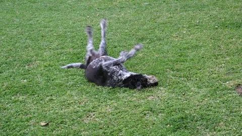 Scruffy Dog rolling on lawn Stock Footage 334930710
