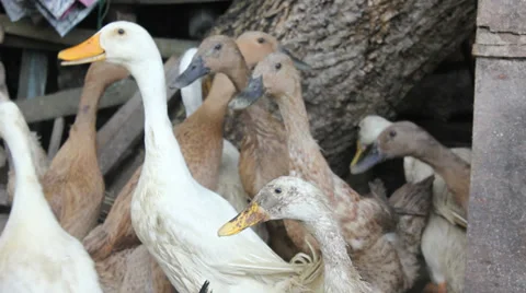 Scruffy Ducks - 5 white, 3 brown and 1 black ducks Stock Footage 35190818