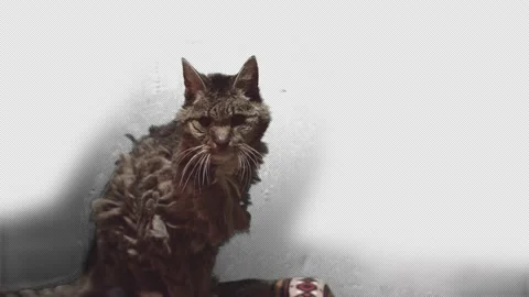 Scruffy grey cat Stock Footage 171407909