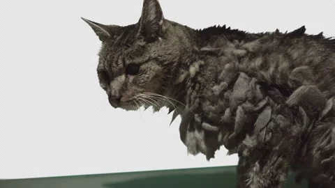 Scruffy grey cat looking around Видео 171407868