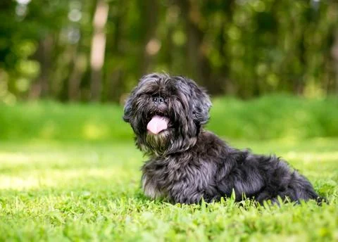 A scruffy Lhasa Apso mixed breed dog sitting outdoors Stock Photos