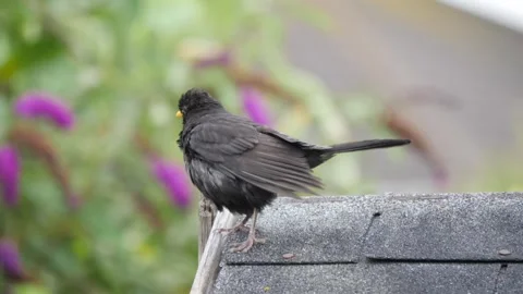 Scruffy looking Blackbird drying on shed Stock Footage 285533488
