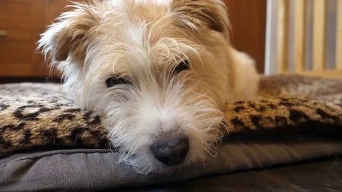 Scruffy mongrel dog on bed at home Video stock 76328068