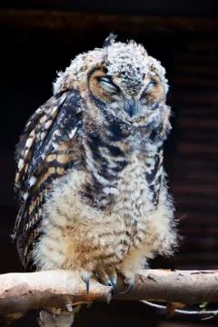 Scruffy sleeping cape eagle owl Stock Photos