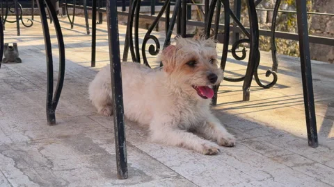 Scruffy terrier dog resting under chair on terrace Stock-Footage 337403119