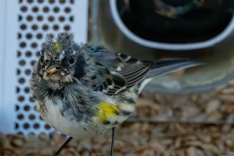 Scruffy Warbler Stock-Fotos