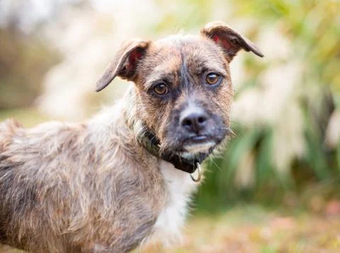 A scruffy wire-haired Border Terrier mixed breed dog Stock Photos
