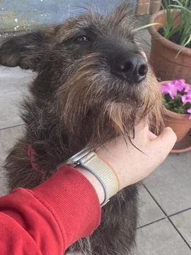 Scruffy wire haired dog looking upwards, receiving a gentle scratch on its .. Stock Photos