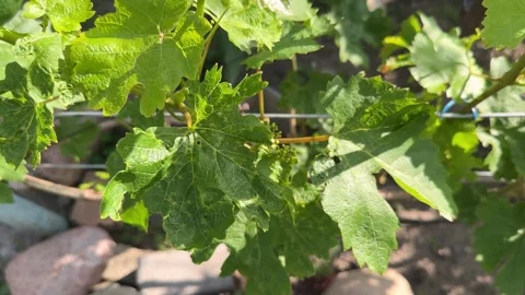 Scrunched grape leaves affected by cold weather. Spring frost damage in vineyard 스톡 동영상 279069721