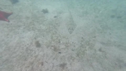 Scuba Dive Excursion in Ilha Grande, Brazil: Discover a Camouflage Ray Stock Footage 336445789