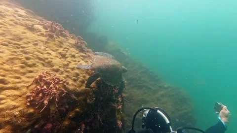 Scuba Dive Ilha Grande: Diver Filming Sea Turtle Amidst Coral Reef Stockbeeldmateriaal 336445231
