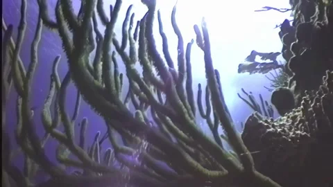 SCUBA DIVER 3 Stock Footage 306540938