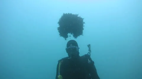 Scuba Diver with Afro wig - wig floats away Stock Footage 48587183