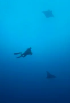 SCUBA Diver and 2 Manta Rays Stock Photos