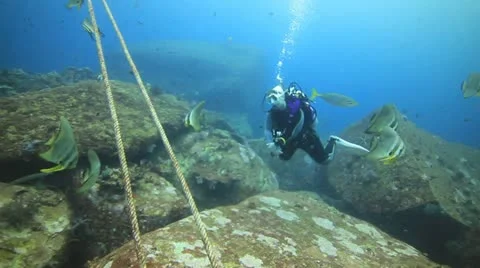 Scuba diver and batfish Stock Footage 11975399