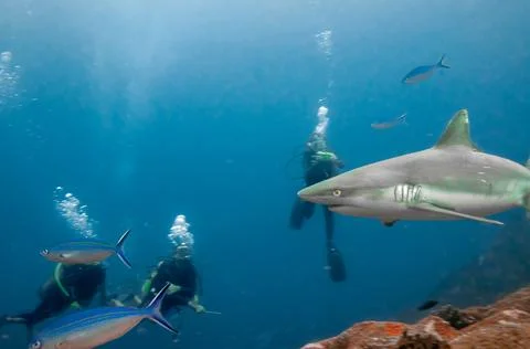 Scuba diver and a grey reef sharks Stock Photos