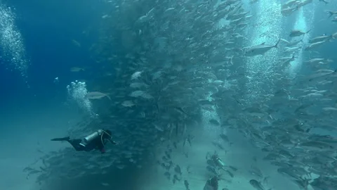Scuba Diver and Jacks Stock Footage 157991803