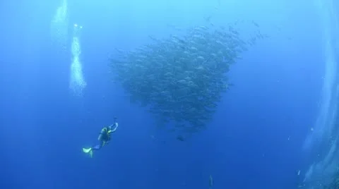 Scuba diver and large school-shoal of bohar snapper fish Stock Footage 9427601