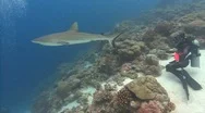 Scuba Diver And Shark Stock Footage
