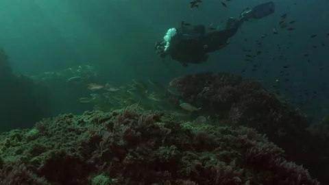 Scuba diver behind school of fish Stock Footage 71074008