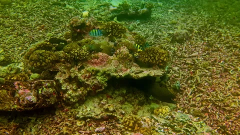 Scuba Diver in Blue Wetsuit Exploring Tropical Coral Reef with Reef Fish Stock Footage 334262625