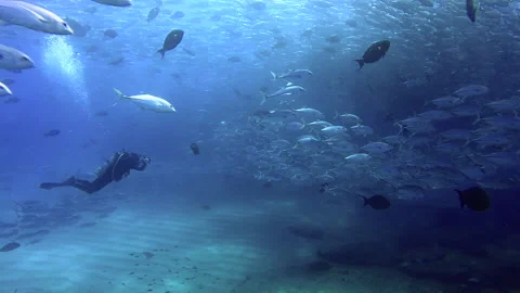 Scuba Diver in Cabo Pulmo Stock Footage 157990850