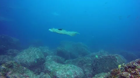Scuba diver captures one of the ocean's most bizarre fish Stockbeeldmateriaal 272565715
