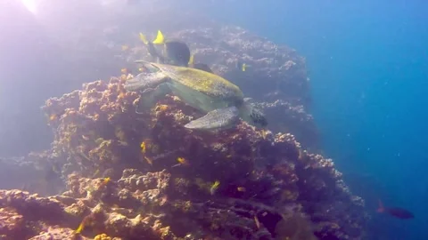 Scuba diver comes face to face with gigantic sea turtle Stockbeeldmateriaal 272565717