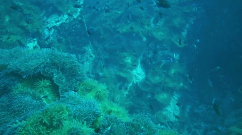Scuba diver with coral reef deep sea Stock Footage 53521608