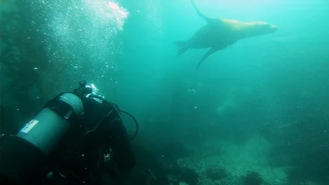 Scuba Diver Creates Bubble Rings for Sea Lions Stock Footage 129099224