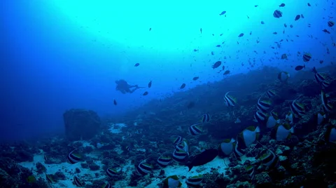 Scuba diver on a deep tropical reef Stock Footage 68333630