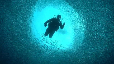 Scuba diver descent through baitfish Stock Footage