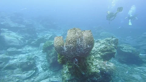 SCUBA diver dive pass giant coral in clear blue sea Stock Footage 116588899