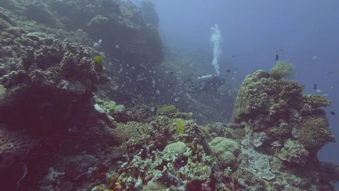 Scuba diver diving in blue sea among fish and coral reef. Underwater nature Stock Footage 100316909