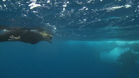 Scuba diver diving in deep sea with humpback whale fish Stock Footage 109329519