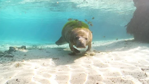 Scuba diver diving in deep sea with mantees fish Stock Footage 109330699