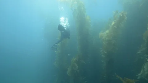 Scuba diver diving undersea amidst corals Stock Footage 99076679
