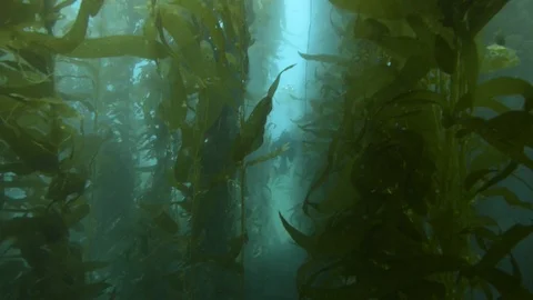 Scuba diver diving undersea amidst corals Stock Footage 99076733