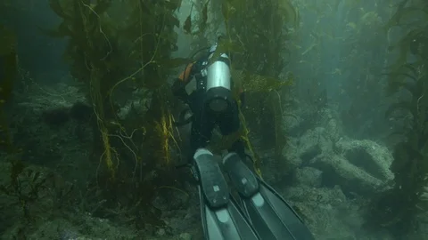 Scuba diver diving undersea amidst corals Stock Footage 99076790