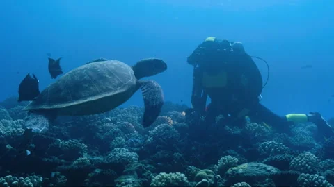 Scuba diver encountering large green sea turtle underwater Vídeos de archivo 334981130